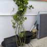 garden plants Image 10