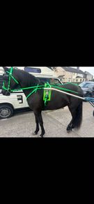 Yoni race harness