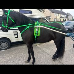 Yoni race harness