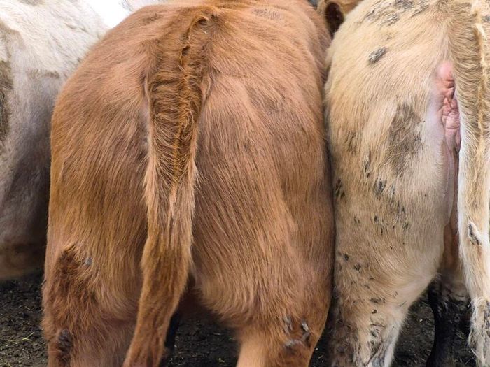7 heifers