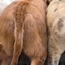 7 heifers Image 5