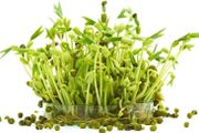 (M) Microgreens Mung Bean seeds 20g (124947)