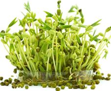 (M) Microgreens Mung Bean seeds 20g (124947)
