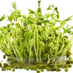 (M) Microgreens Mung Bean seeds 20g (124947)