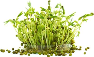 (M) Microgreens Mung Bean seeds 20g (124947)