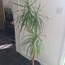 Dragon Tree Image 4