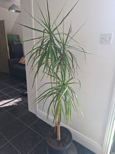 Dragon Tree