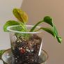 Philodendron Green Congo Hybrid ( Nuclear) Image 7