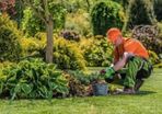 Professional Landscape Maintenance