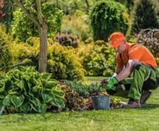Professional Landscape Maintenance