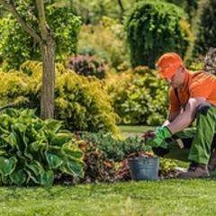 Professional Landscape Maintenance