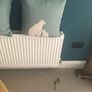 Pair of cushions Image 3