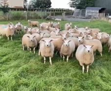 Belclare Ewe Lambs