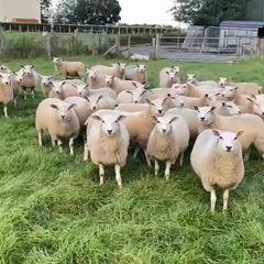 Belclare Ewe Lambs