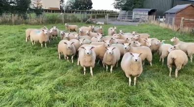 Belclare Ewe Lambs