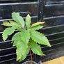 Sweet chestnut trees Image 3