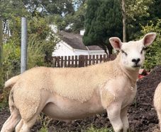 PB Texel Ram Lambs