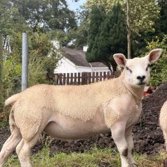 PB Texel Ram Lambs