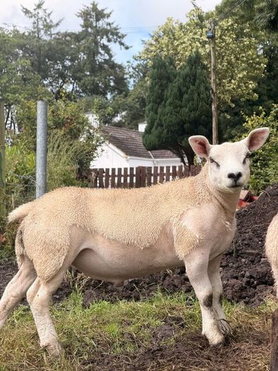 PB Texel Ram Lambs