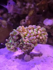 Hammer Coral Frag Ultra Hologram