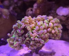 Hammer Coral Frag Ultra Hologram