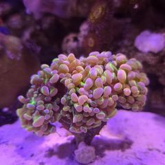Hammer Coral Frag Ultra Hologram