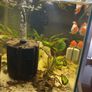 fish Image 7