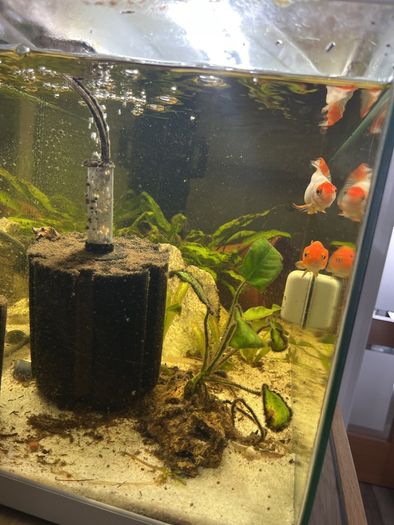 fish