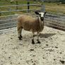 Livestock Image 3