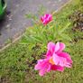 Paeonia Image 2