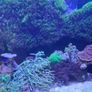 red sea reefer g2 250 Image 7
