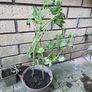Tomato plants Image 5