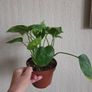 Homalomena emerald gem plant Image 4