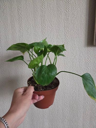 Homalomena emerald gem plant