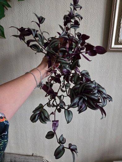 Trandescantia zebrina plant