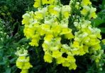 Snapdragon Seeds / Snapdragon Plants