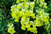 Snapdragon Seeds / Snapdragon Plants