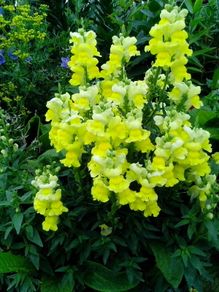 Snapdragon Seeds / Snapdragon Plants
