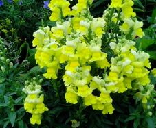 Snapdragon Seeds / Snapdragon Plants