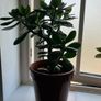 Jade plant Image 6