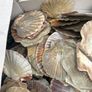 Flat sea shells Image 7