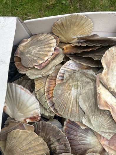 Flat sea shells