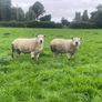 Texel/ Rouge Rams Image 5