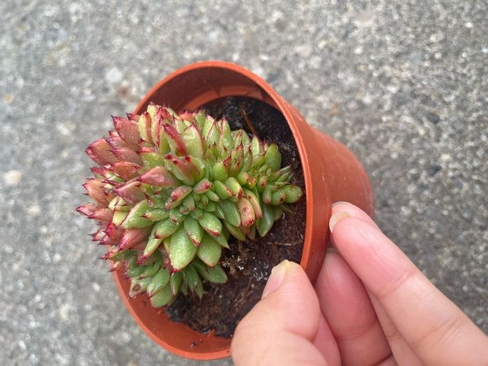 plant