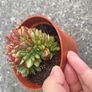 plant Image 6