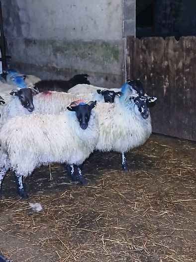 Mule ewe lambs