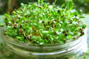 (M) Alfalfa seeds for Sprouting 15g (124930)