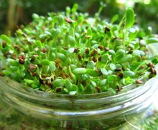 (M) Alfalfa seeds for Sprouting 15g (124930)