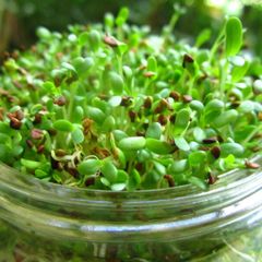 (M) Alfalfa seeds for Sprouting 15g (124930)