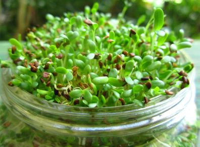 (M) Alfalfa seeds for Sprouting 15g (124930)